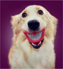 Vinyl Devil's Red Lip Squeak Sound Dog Toys